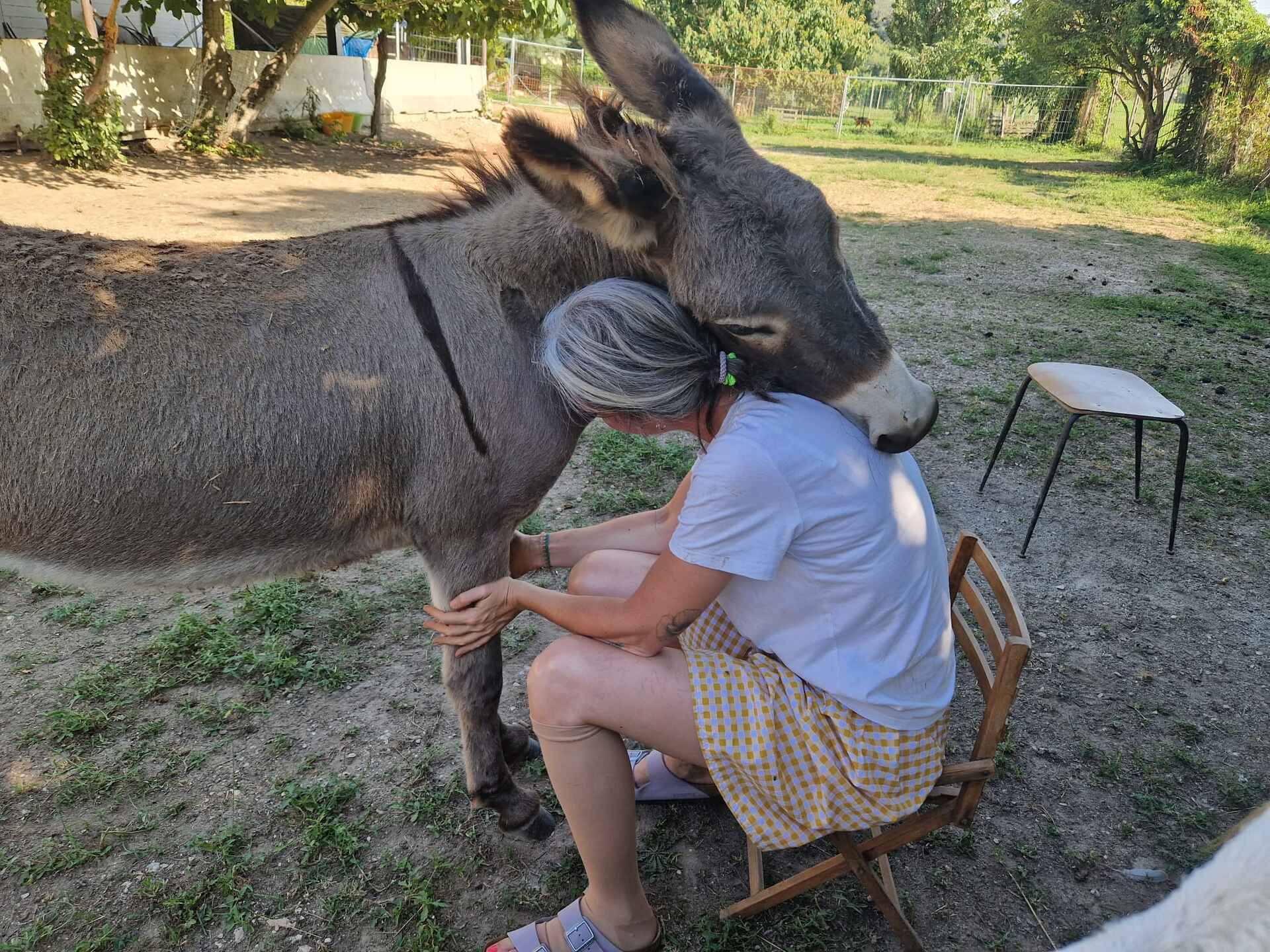 Asino e uomo