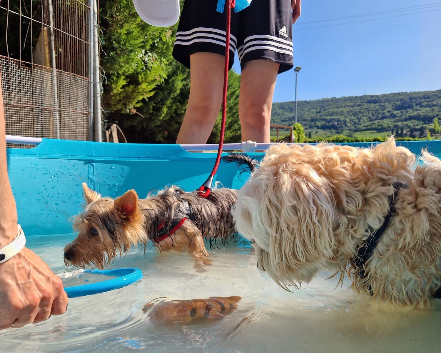 Cani in acqua