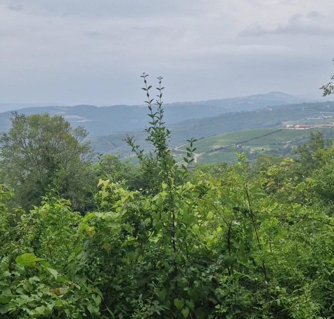 Pensione in natura