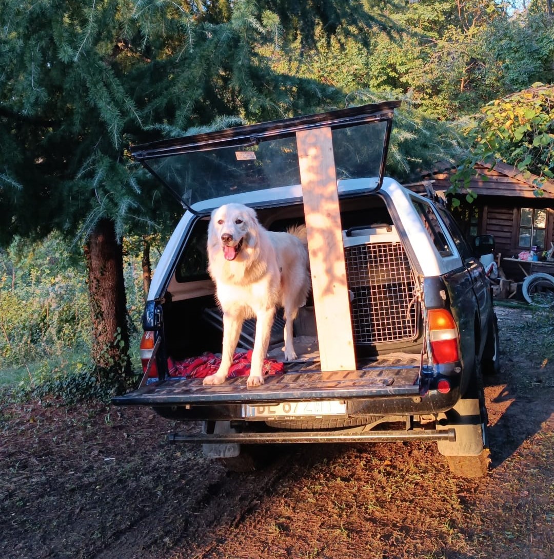 Cane in pensione